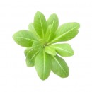 green leaves source image