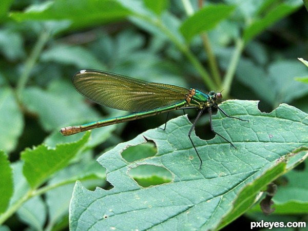Drangonfly green