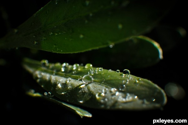 Water on the Leaf