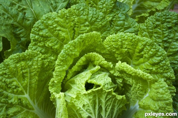Creation of Eatz - Leafy Greens: Step 1