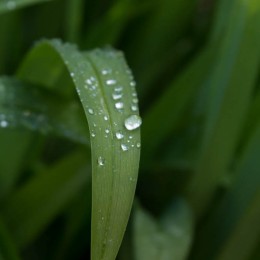 After Rain Picture