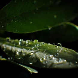 Water on the Leaf