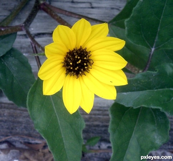 Black Eyed Susan