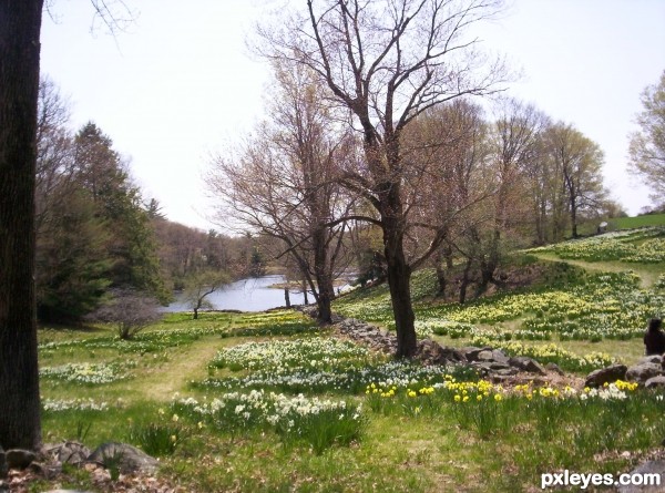 Field of Daffodils