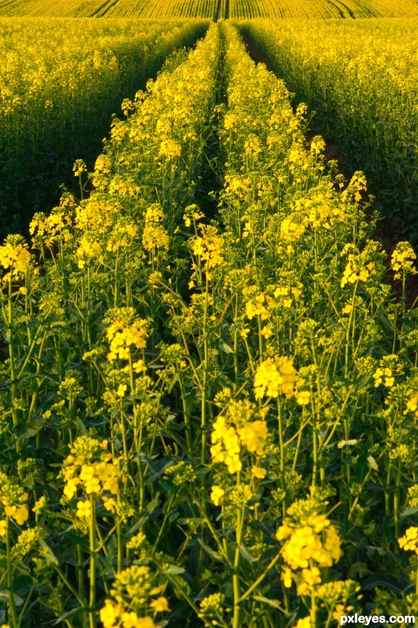 Fields of Gold