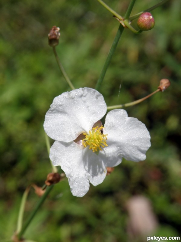 Flower by the Lake