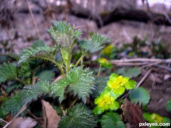 Forest flower