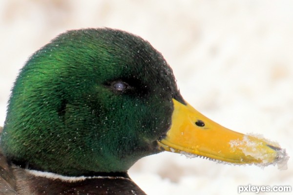 Mallard