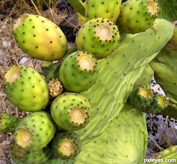 Prickly pear