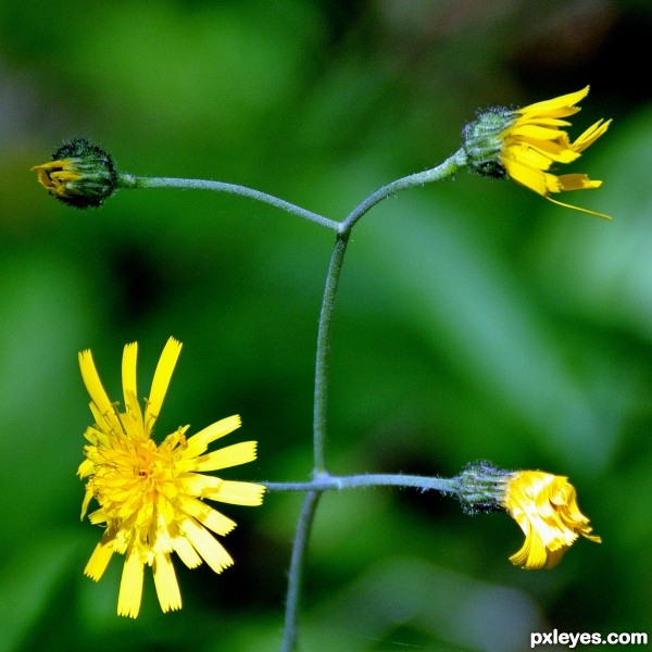 Stages of a flower