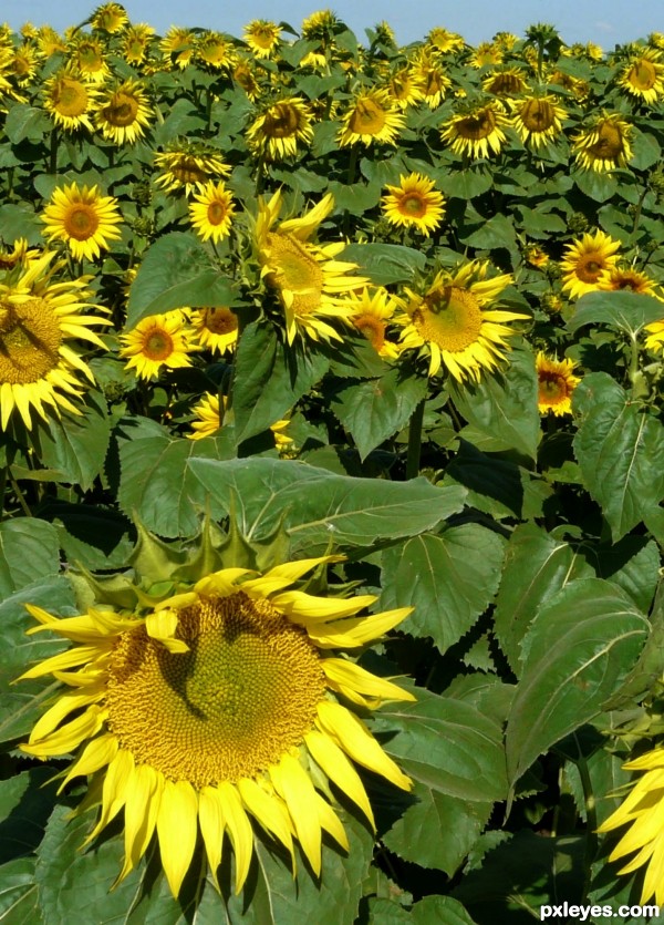 SunFlowers