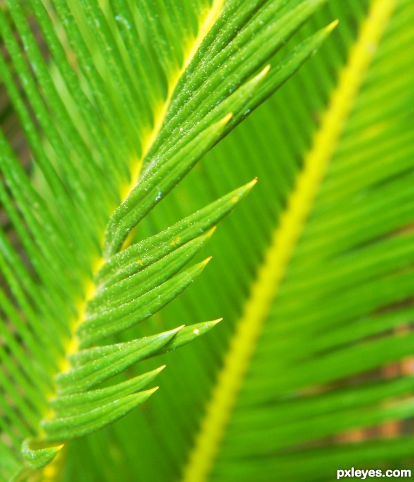 Yellow Tips and Veins