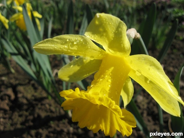 Yellow and green