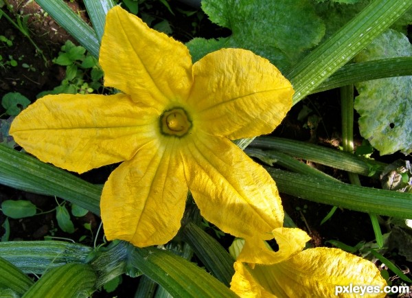 Zucchini flower