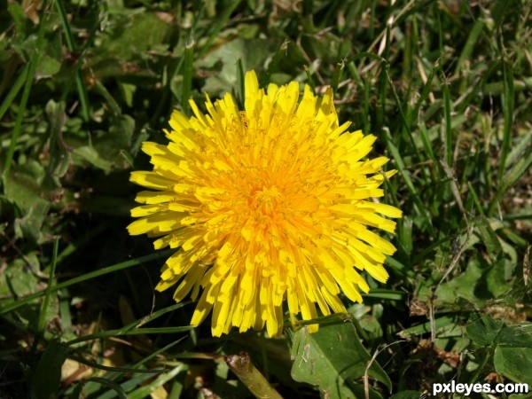 dandelion