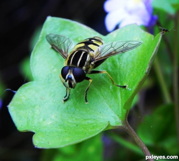 green leaf yellow fly