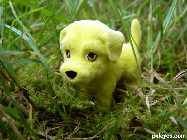 yellow doggy :)