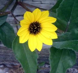 Black Eyed Susan