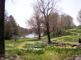 Field of Daffodils