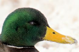 Mallard Picture