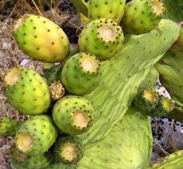 Pricklypear