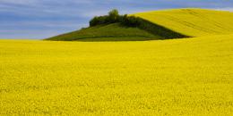 RapeseedfieldinDenmark