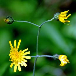 Stages of a flower