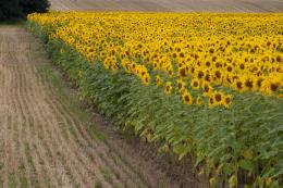 Sunflowers in France