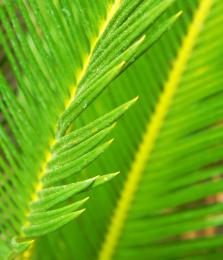 Yellow Tips and Veins