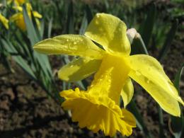 Yellow and green