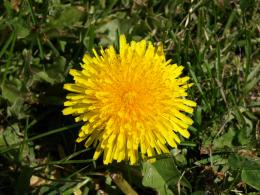 dandelion