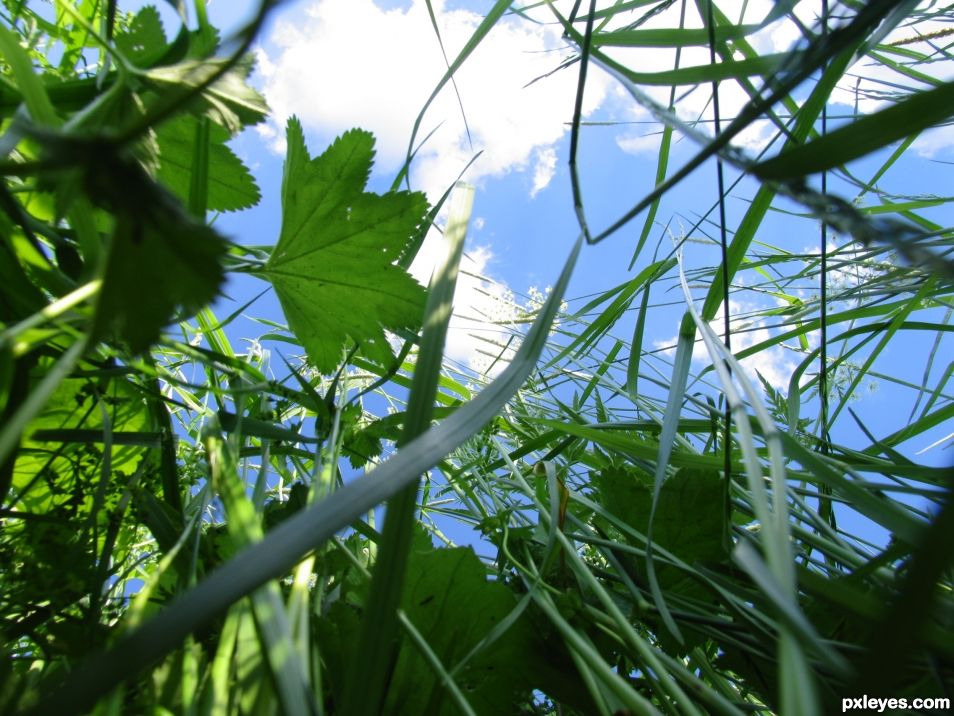 Lost in Green 