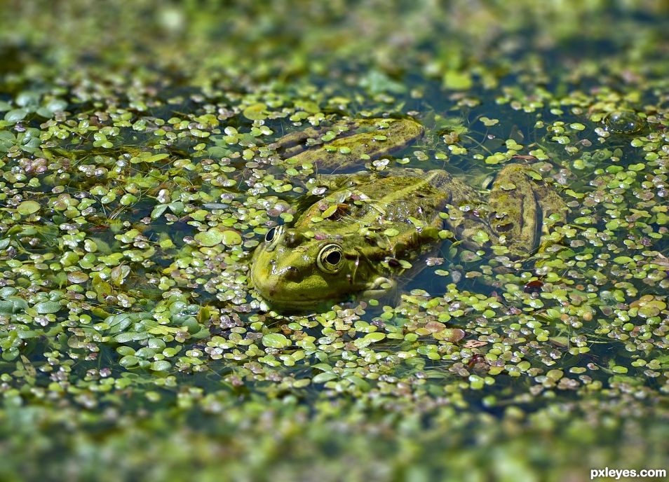 The Green Frog