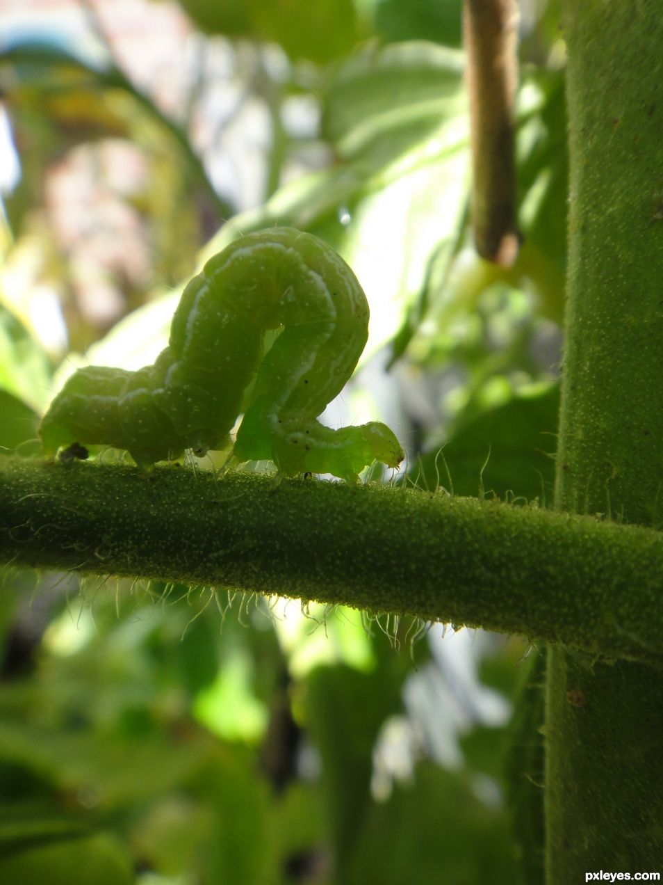 green caterpillar