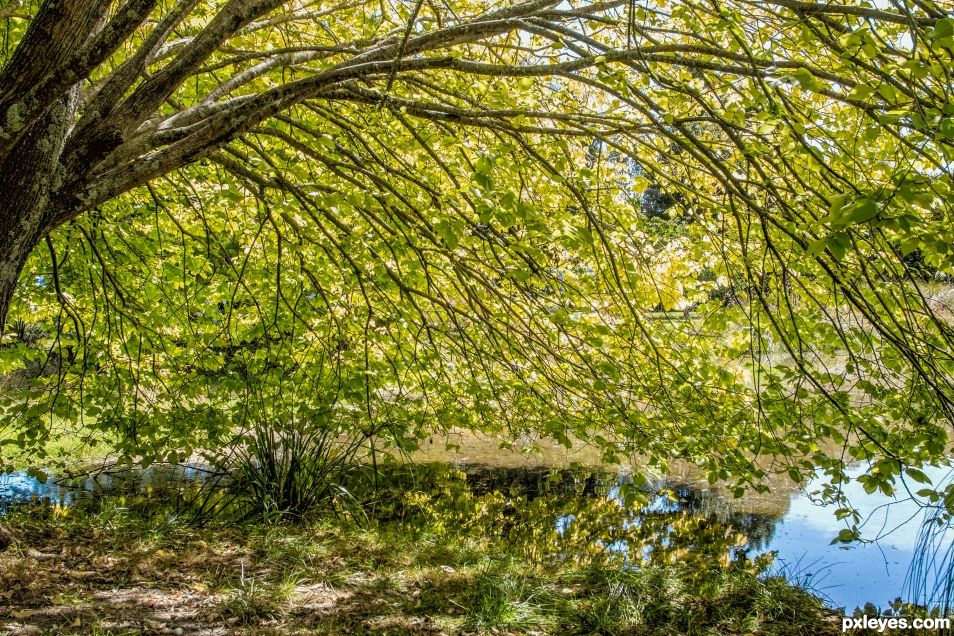 Green leaves over pond