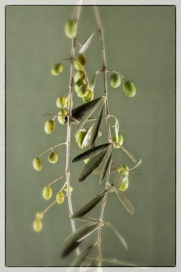 Olive branch