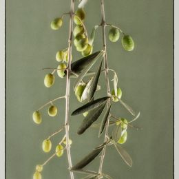 Olivebranch