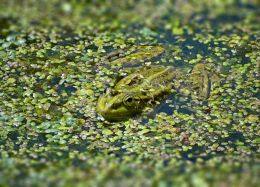 The Green Frog