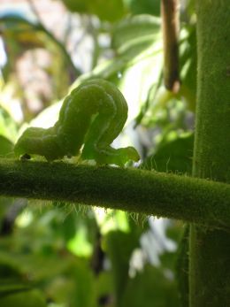 green caterpillar