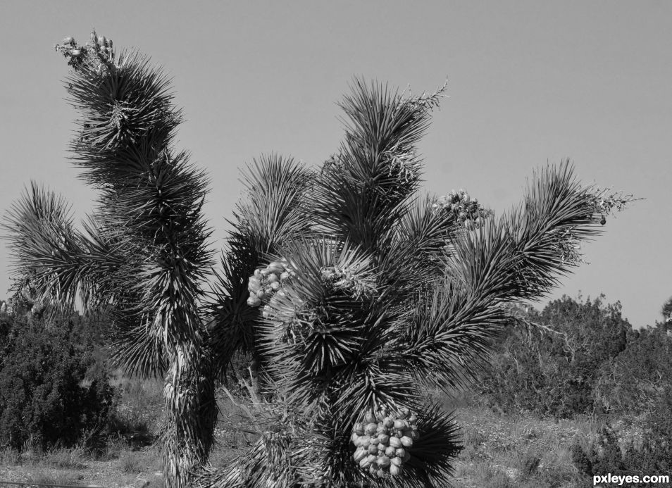 Joshua Tree