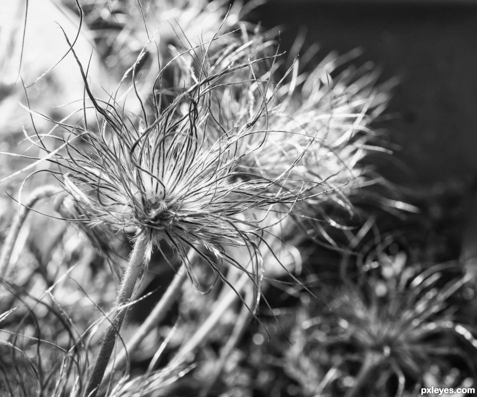 Furry flower