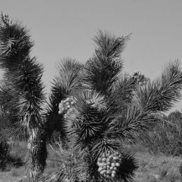 JoshuaTree