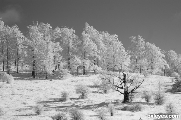 Treeline