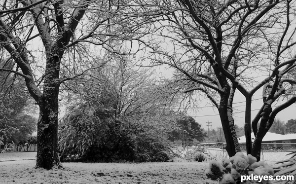 backyard snow