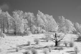 Treeline