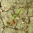 ground source image