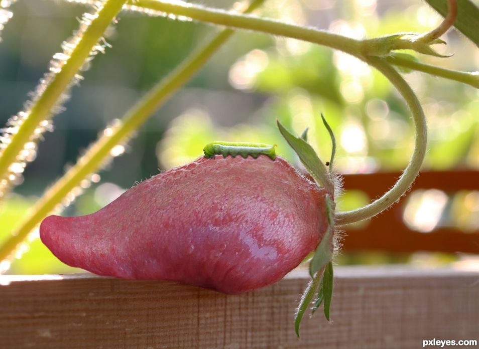 Tongueberry