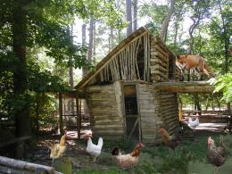 Fox guarding the hen house