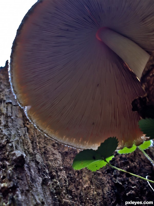 Shroom Umbrella