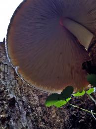 Shroom Umbrella